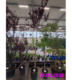 Prunus cerasifera pissardi C 18 L